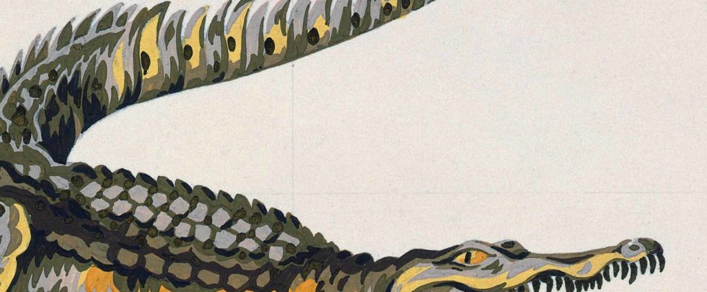 Marque avec crocodile clearance